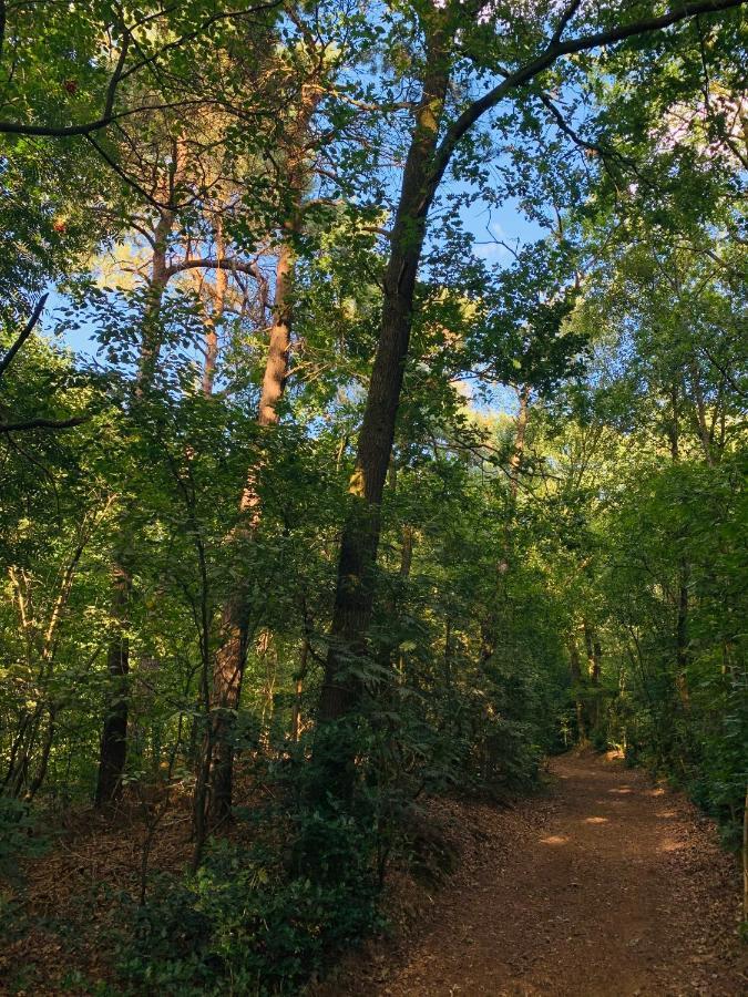 De Spitse Egel: Ontdek De Pareltjes In De Natuur! أوتيرلو المظهر الخارجي الصورة